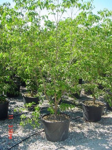 Japanse Kornoelje (Cornus Kousa)