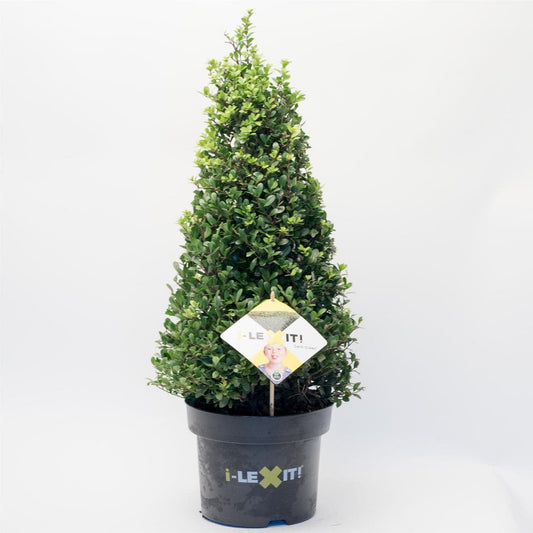 Japanse Hulst In Kegelvorm (Ilex Crenata 'Dark Green')