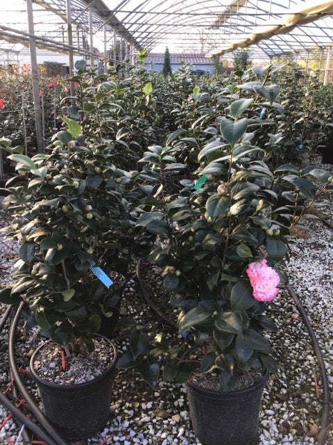 Camelia (Camellia Japonica 'Margaret Davis')