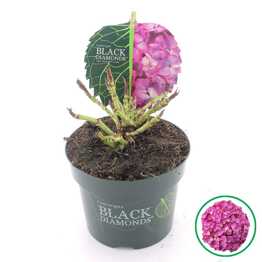 Hortensia (Hydrangea Black Diamonds Red Angel Purple)