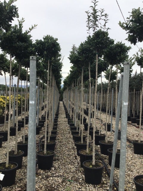 Liguster Als Boom (Ligustrum Japonicum 'Texanum')