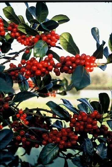 Hulst (Ilex Aquifolium J.C. Van Tol)