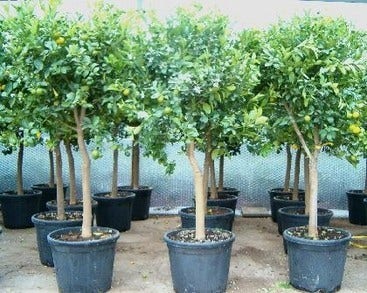 Calamondino (Citrus Calamondino)