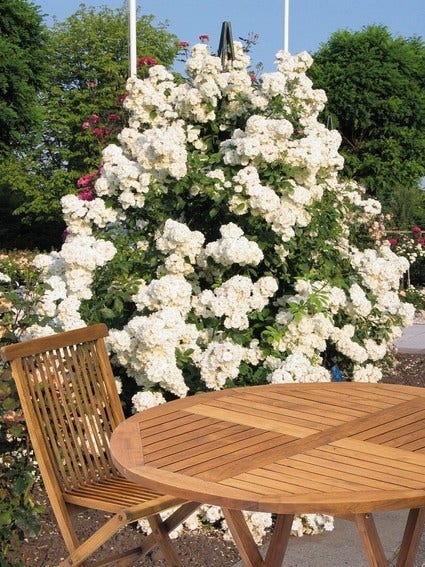 Miniklimroos (Rosa 'Guirlande D'Amour')
