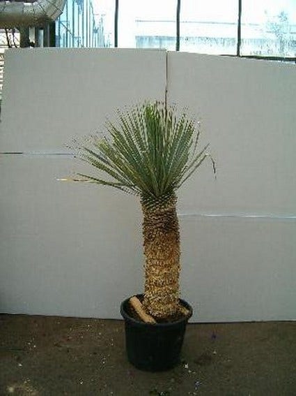 Palmlelie (Yucca Rostrata)
