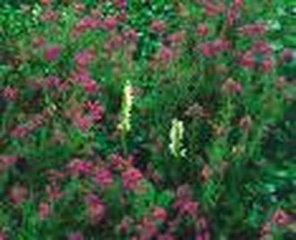 Dopheide (Erica Cinerea)