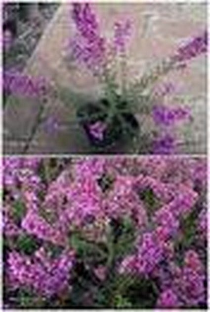 Dopheide (Erica Cinerea 'Pallas')