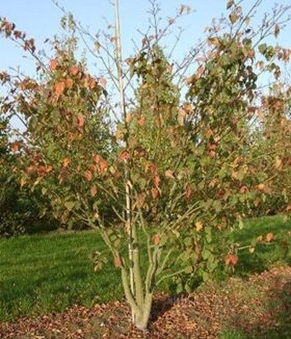 Slangenbast Esdoorn (Acer Capillipes)