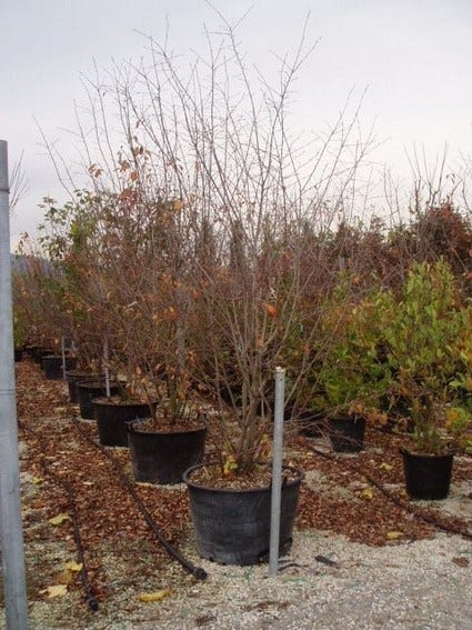 Canadese Krentenboom (Amelanchier Canadensis)