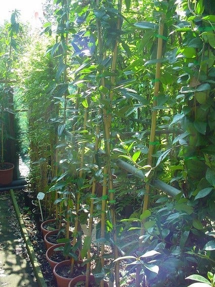 Bosrank, Groenblijvend (Clematis Armandii)