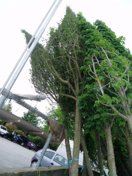 Meidoorn Als Boom (Crataegus Monogyna 'Stricta')