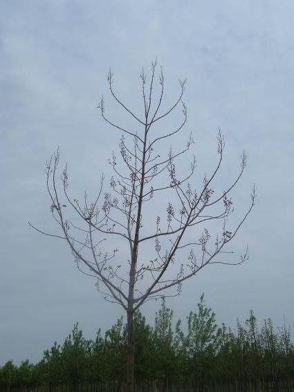 Anna Paulownaboom (Paulownia Tomentosa)