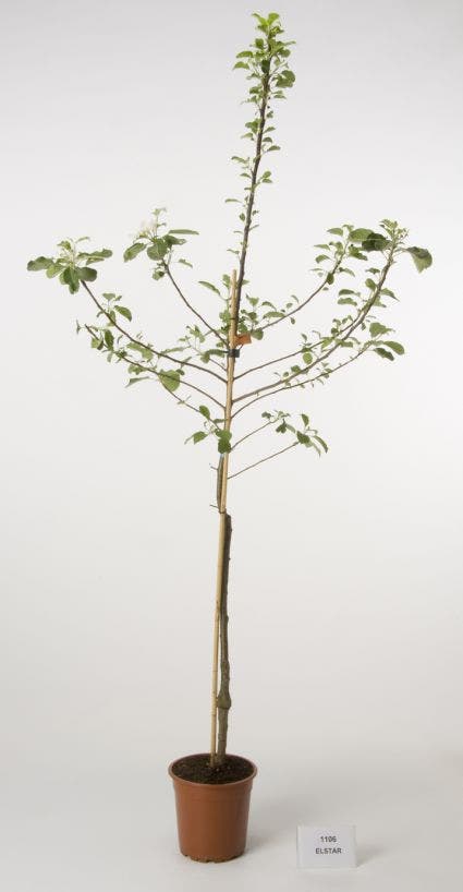 Appelboom (Malus Domestica 'Elstar')