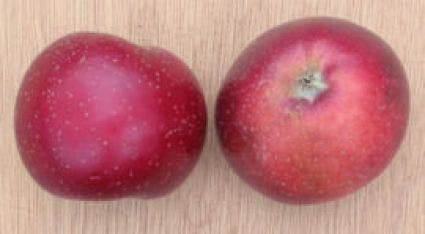 Appelboom (Malus Domestica 'Sterappel')