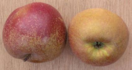 Appelboom (Malus Domestica 'Schone Van Boskoop')
