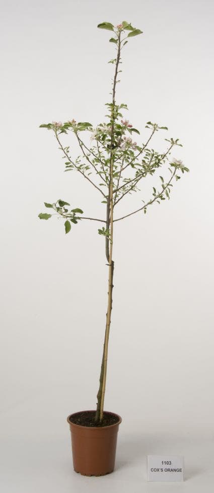 Appelboom (Malus Domestica 'Cox's Orange')