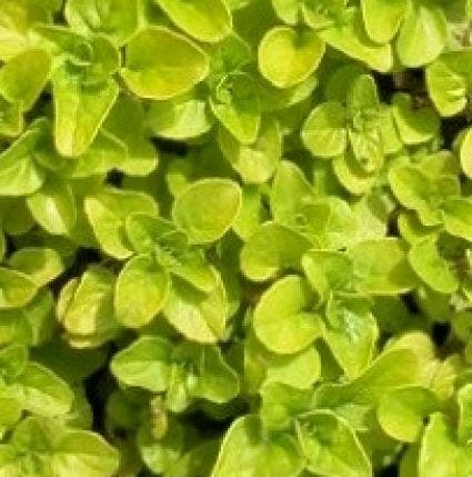 Majoraan/marjolein (Origanum Vulgare 'Aureum')