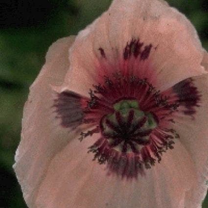 Klaproos (Papaver Orientale 'Prinzessin Viktoria Louise')