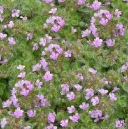 Woltijm (Thymus Praecox 'Pseudolanuginosus')