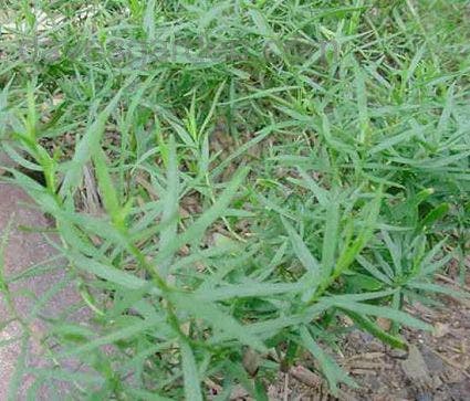 Dragon / Bijvoet (Artemisia Dracunculus 'Senior')