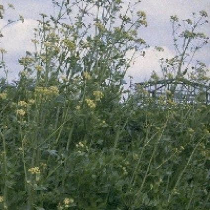 Maggiplant (Levisticum Officinale)