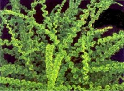 Wijfjesvaren (Athyrium Filix-femina 'Frizelliae')