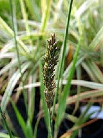 Pijpestrootje (Molinia Caerulea 'Moorhexe') BIO