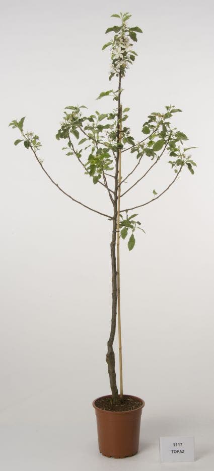 Appelboom (Malus Domestica 'Topaz')