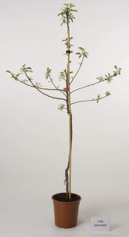Appelboom (Malus Domestica 'Discovery')