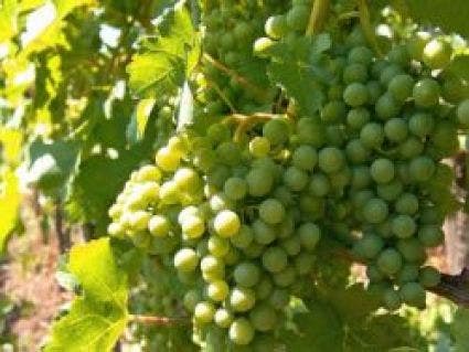 Witte Druif (Vitis 'Bianca')