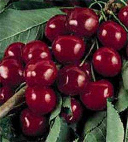 Lei-Kers (Prunus Avium 'Bigarreau Burlat')