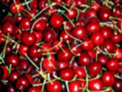 Kersenboom (Prunus Avium 'Lapins')