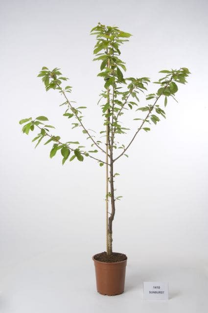 Kersenboom (Prunus Avium 'Hedelfinger Riesenkirsche')