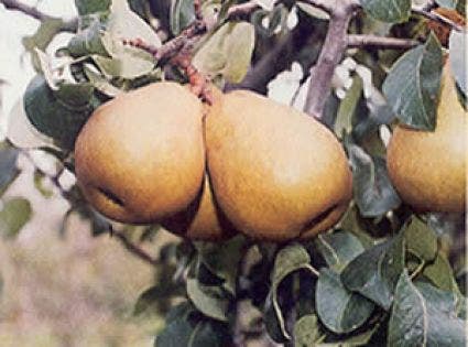 Perenboom (Pyrus Communis 'Beurre Hardy')