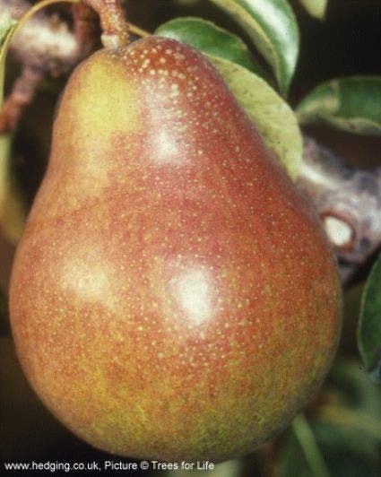 Perenboom (Pyrus Communis 'Doyenne Du Comice')