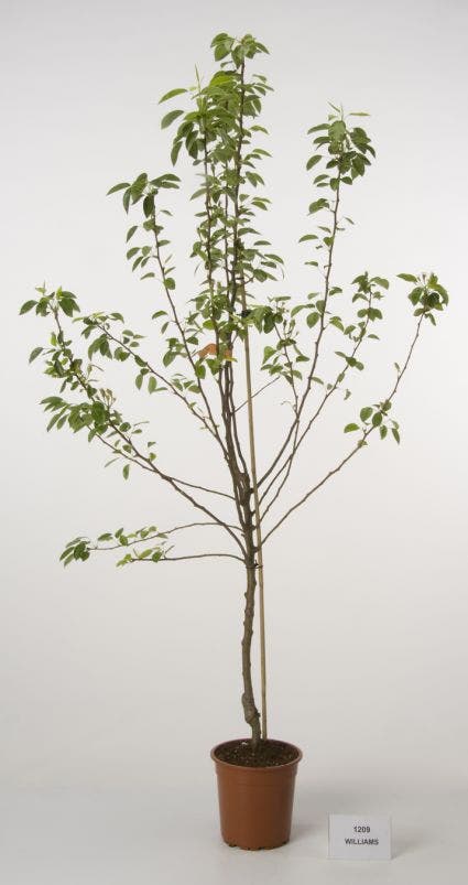 Perenboom (Pyrus Communis 'Beurre Hardy')