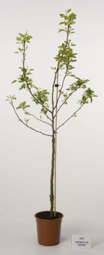 Perenboom (Pyrus Communis 'Triomph De Vienne')
