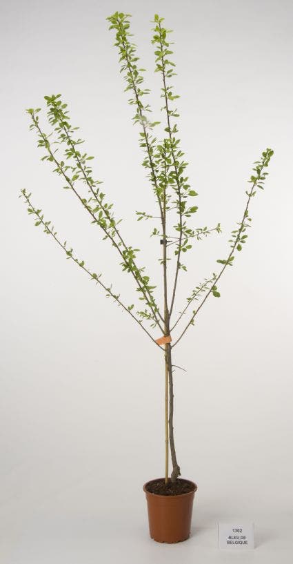Pruimenboom (Prunus Domestica 'Bleu De Belgique')