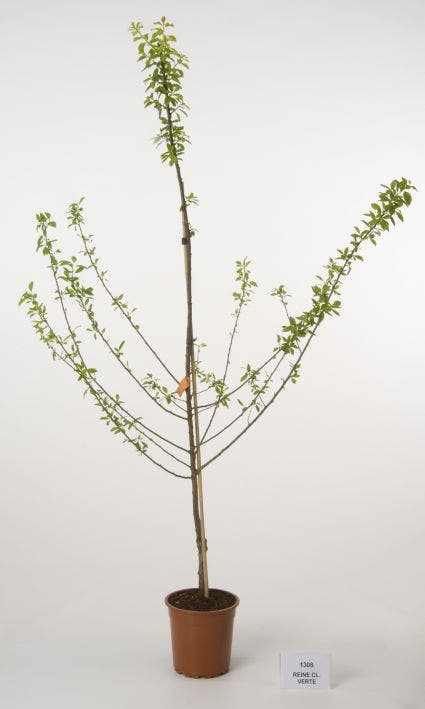 Pruimenboom (Prunus Domestica 'Reine Claude Verte')