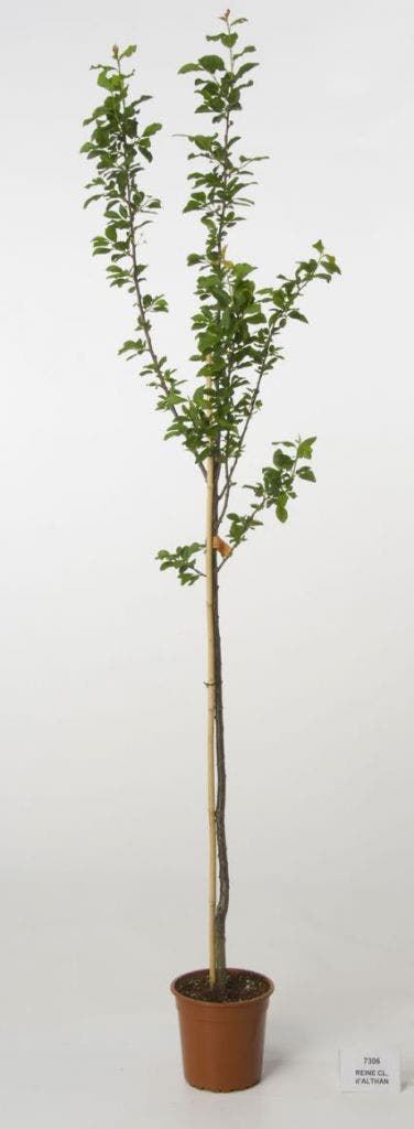 Pruimenboom (Prunus Domestica 'Reine Claude D'Althan')