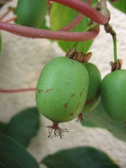 Kiwibes (Actinidia Arguta 'Issai')