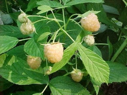 Framboos (Rubus Idaeus 'Fallgold')