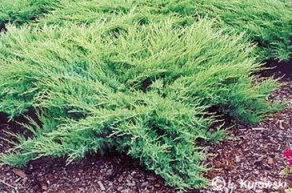 Jeneverbes (Juniperus Media 'Pfitzeriana Glauca')