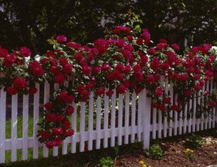 Klimroos (Rosa 'Paul's Scarlet Climber')