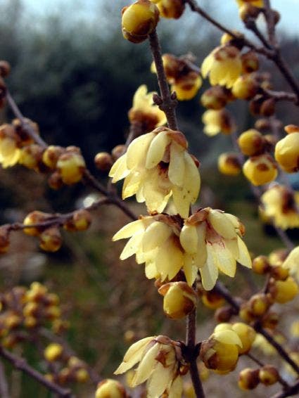 Winterzoet (Chimonanthus Praecox)