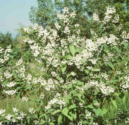 Bruidsbloem (Deutzia Magnifica)