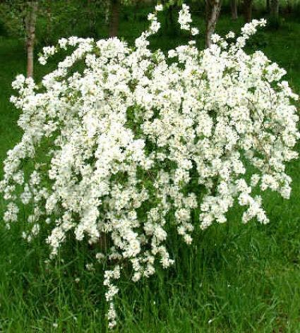 Exochorda (Exochorda Macrantha 'The Bride')