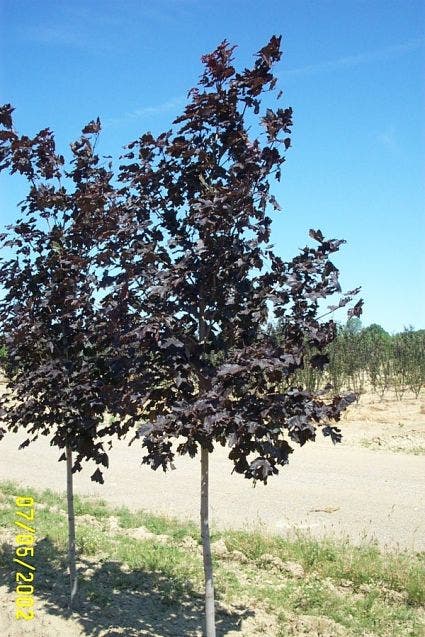 Noorse Esdoorn (Acer Platanoides 'Royal Red')