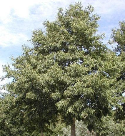 Els (Alnus Spaethii)