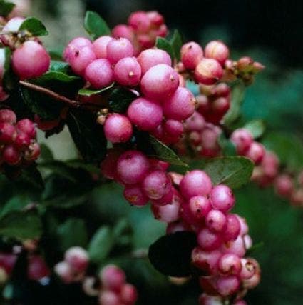 Sneeuwbes (Symphoricarpos Doorenbosii 'Mother Of Pearl')